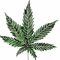 Cannabis thérapeutique : «Allons plus vite, madame la ministre !»