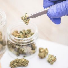 MICI : le cannabis thérapeutique donne des preuves d’efficacité