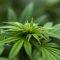 La France se penche sur la possibilité de légaliser le cannabis thérapeutique
