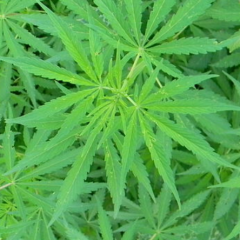 Bientôt des cultures de cannabis légales en Nouvelle-Aquitaine ?