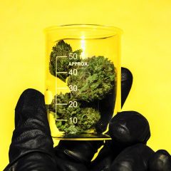 L’essor de la science du cannabis