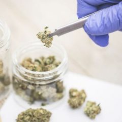 Cannabis thérapeutique : des élus et médecins demandent sa légalisation
