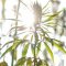 Cannabis thérapeutique : que s’est-il dit à l’Assemblée Nationale ce 5 décembre ?