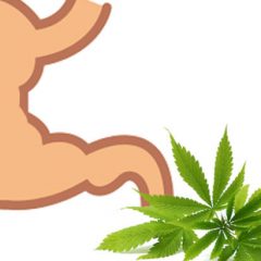 Le CBD se transforme-t-il en THC dans l’estomac ?