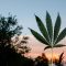 Santé : le cannabis thérapeutique bientôt testé à Marseille