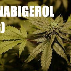 Le cannabigerol (CBG) : le régulateur des cannabinoïdes