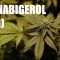 Le cannabigerol (CBG) : le régulateur des cannabinoïdes