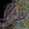 Cannabis thérapeutique : les promesses de l’herbe – Interception France inter