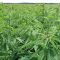 Des députés de la majorité réclament une mission d’information sur le cannabis « bien-être »