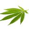 5 questions sur le cannabis thérapeutique
