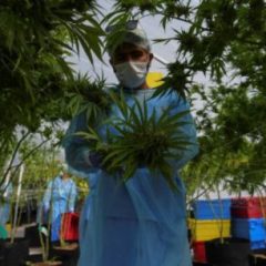 En Uruguay, une première récolte de cannabis médicinal destinée à l’export