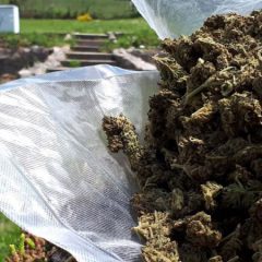 Cannabis thérapeutique : « Il n’est pas concevable que des patients se mettent dans l’illégalité pour pouvoir se soigner »