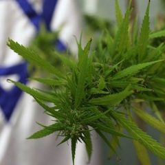 Israël : La réforme du cannabis médical laisse 5 000 patients sans médicaments