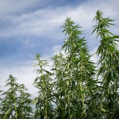 Cannabis : des chercheurs ont cerné sa région d’origine