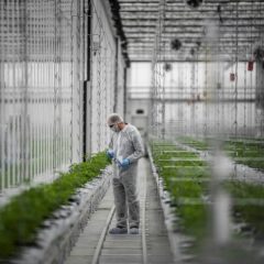 Cannabis thérapeutique : entre botanique et barbelés, les coulisses d’une usine de production au Portugal