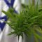 Des chercheurs israéliens étudient le cannabis pour traiter l’endométriose