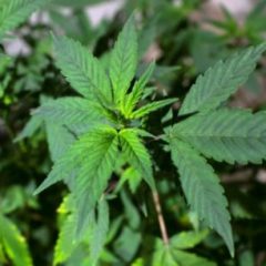 Le cannabis médical autorisé dans une trentaine de pays