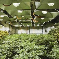 Le Royaume-Uni sur la voie de la production domestique de cannabis médical