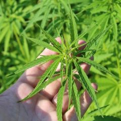 La députée du Lot s’explique. « Oui au cannabis thérapeutique et au chanvre agricole »