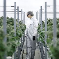 Au Canada, le bon filon du cannabis