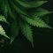Un traitement à base de cannabis serait efficace pour contrer l’addiction