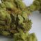 Étude : Le cannabis pour traiter les symptômes du trouble obsessionnel compulsif (TOC)