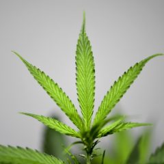 Cannabis thérapeutique: l’Assemblée autorise une expérimentation
