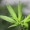 Le cannabis thérapeutique proposé au budget de la Sécu