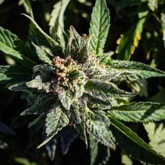 Le cannabis un quasi-médicament