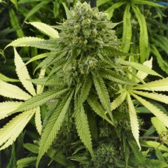 La Zambie légalise la production de cannabis médical pour l’export