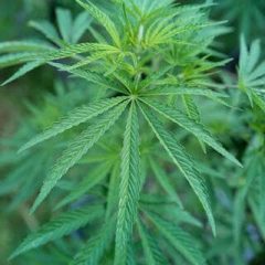 « C’est en France où l’on en consomme le plus » : des députés lancent une mission pour « dépassionner » le débat sur le cannabis