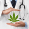 ANSM – Dossier Cannabis à usage médical