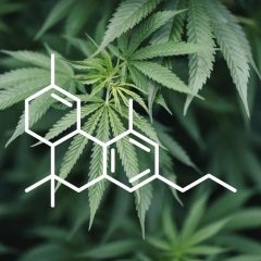 Le THCP : un nouveau cannabinoïde 33 fois plus fort que le THC