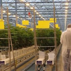 Multinationales contre agriculteurs français: qui va gagner la bataille du cannabis thérapeutique ?