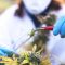 La DEA propose d’étendre la recherche sur le cannabis