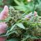 Le cannabis médical – Une nouvelle chance