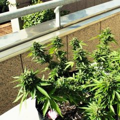 15 députés italiens annoncent cultiver du cannabis à domicile