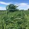 Cannabis thérapeutique en Creuse : une production devrait voir le jour sur un ancien terrain militaire