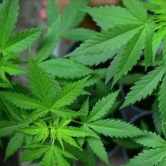 Israël: l’accès au cannabis médical facilité