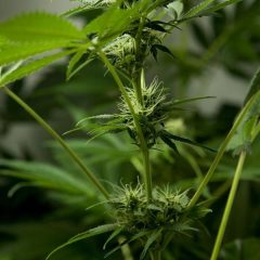 Croissance continue du cannabis médical en Allemagne et au Luxembourg