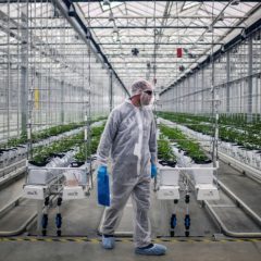 La légalisation du cannabis a fait baisser la consommation