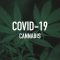 Le cannabis, médicament performant contre la Covid-19. Bien plus que l’hydroxychloroquine