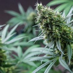 Le gouvernement refuse la production nationale de cannabis thérapeutique pendant l’expérimentation