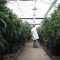 Israël prévoit de légaliser le cannabis d’ici 9 mois