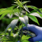 Un premier diplôme sur le cannabis médical en France