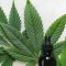 Le laboratoire Boiron se lance dans le cannabis à usage médical