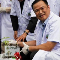 La Thaïlande incite les agriculteurs à cultiver du cannabis médical