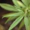 Cannabis médical : premières consultations « dans quelques jours »