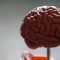 Etude : Le CBD améliore la cognition dans la maladie d’Alzheimer