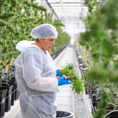 La recherche sur le cannabis médical connaît toujours des problèmes de financement